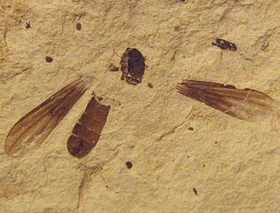 Big Headed Fly Fossil